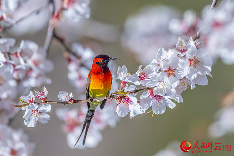 ?????????????????? (Mrs. Gould's sunbird) ???????????????????????????? ?????????? ???????????????????????? (?????? ???? ???)